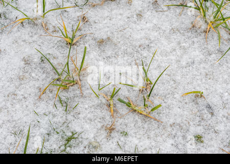 La neige a couvert les feuilles de blé d'hiver 2018 au cours de la bête de l'est le vortex polaire conditions de neige qui a causé des problèmes. Banque D'Images