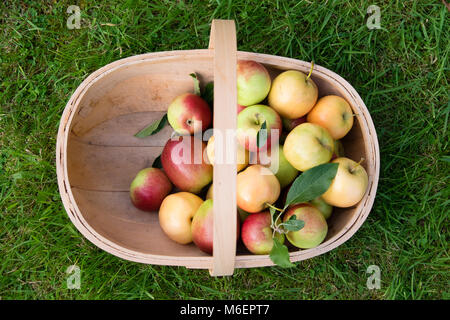 Les pommes dans le panier en bois sur l'herbe Banque D'Images