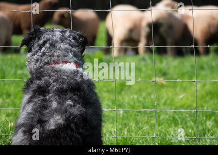 Sheepdog regarder des ovins de derrière un grillage de sécurité Banque D'Images