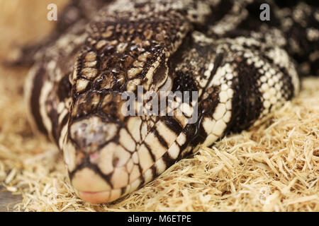 Le temps de sommeil en tégu adultes, close-up portrait. Tégu noir et blanc, appelé aussi Salvatot merianae ou Argentine tégu géant. Reptiles intelligents haut. Banque D'Images