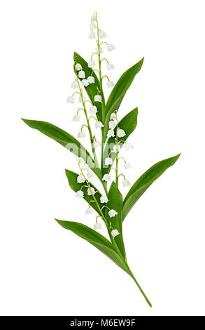 La composition avec Lily of the valley flowers isolated on white Banque D'Images