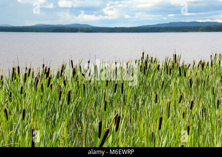 Plage par Orsa lake in Dalarna, Suède, avec beaucoup de plantes à feuilles au premier plan. Banque D'Images