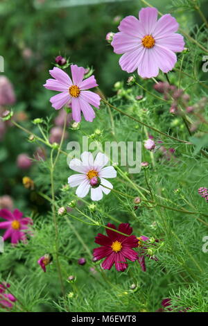 Jardin d'été avec des fleurs cosmos (Cosmos bipinnatus) Banque D'Images