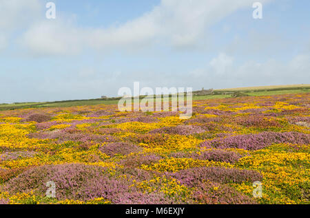 La bruyère et l'ajonc près de Pendower Cove Banque D'Images