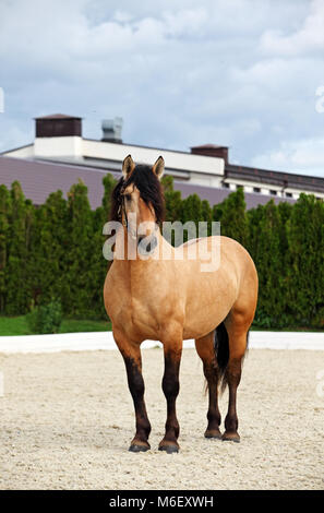 Cheval de Trait lourd montre une soirée animée de trot dans les pâturages Banque D'Images