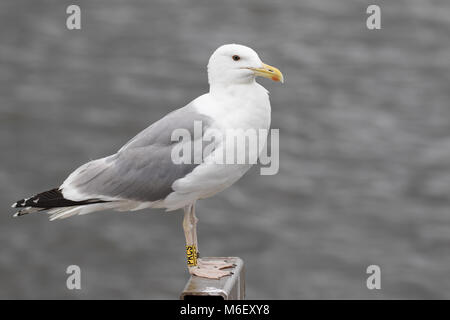 Caspian Gull Banque D'Images