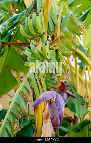 Fleur de la banane avec les bananes non mûres petits, Egypte Banque D'Images