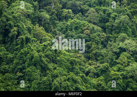 D'ÉPAISSEUR, impénétrable jungle canopy en Asie du sud Banque D'Images