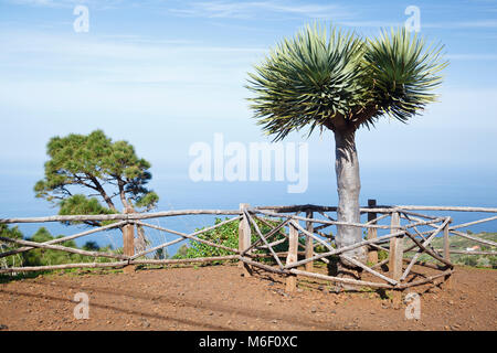 Un jeune arbre dragon sur le côté nord de La Palma, Espagne. Banque D'Images