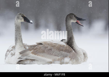 Les Cygnes trompettes (Cygnus buccinators)assis sur la rivière Sainte-Croix, WI, États-Unis d'Amérique, par Dominique Braud/Dembinsky Assoc Photo Banque D'Images