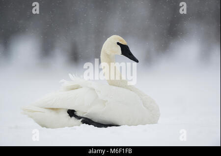 Cygne trompette (Cygnus buccinator) sur la rivière Sainte-Croix gelé près de Hudson, WI USA par Dominique Braud/Dembinsky Assoc Photo Banque D'Images