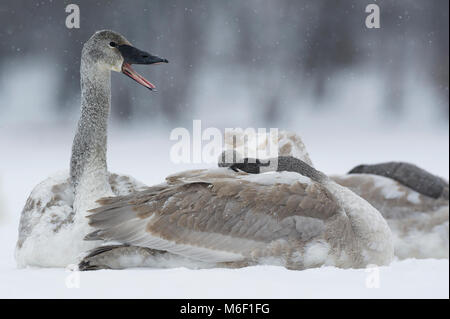 Les Cygnes trompettes (Cygnus buccinators)assis sur la rivière Sainte-Croix, WI, États-Unis d'Amérique, par Dominique Braud/Dembinsky Assoc Photo Banque D'Images