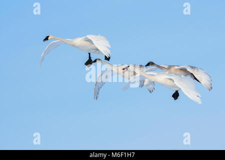 Famille de cygnes trompettes (Cygnus buccinator), entre la rivière Sainte-Croix du Minnesota et du Wisconsin. WI USA, par Dominique Braud/Dembinsky Assoc Photo Banque D'Images