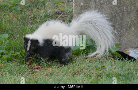 La Mouffette rayée (Mephitis mephitis), jeunes, E USA, par aller Moody/Dembinsky Assoc Photo Banque D'Images