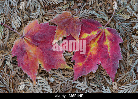 Givre sur les feuilles d'érable, par aller Moody/Dembinsky Assoc Photo Banque D'Images