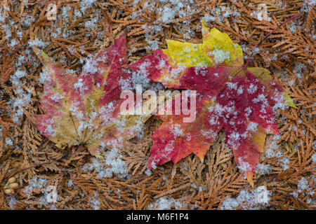 Givre sur les feuilles d'érable, par aller Moody/Dembinsky Assoc Photo Banque D'Images