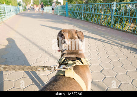 Les propriétaires de chiens point de vue de son chien non formés en tirant à la nature Banque D'Images