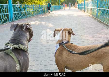 Les propriétaires de chiens point de vue de leurs chiens bien entraînés à l'avant à un parc Banque D'Images