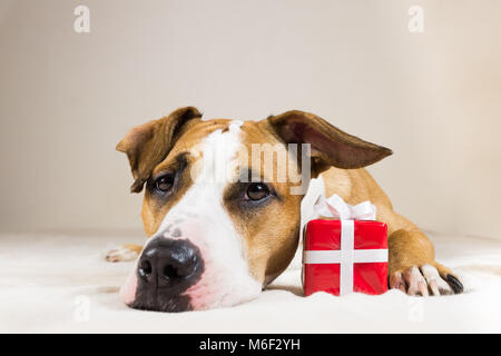 Les jeunes, chien chien avec mignon présent rouge. Funny pitbull puppy pose fermer jusqu'à l'intérieur chambre à coucher confortable avec un fond gif surprise Banque D'Images