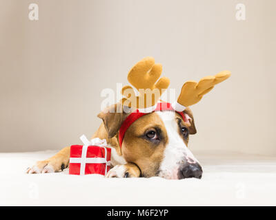 Les jeunes, chien chien dans des cornes de renne de noël hat avec mignon présent rouge. Funny pitbull puppy pose close up en& minimaliste Banque D'Images