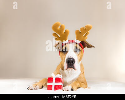Les jeunes, chien chien dans des cornes de renne de noël hat avec mignon présent rouge. Funny pitbull puppy pose close up en& minimaliste Banque D'Images