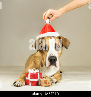 Jolies jeunes Staffordshire terrier dog in santa claus hat Noël avec peu présente. Funny pitbull puppy pose close up en chambre minimaliste ind Banque D'Images