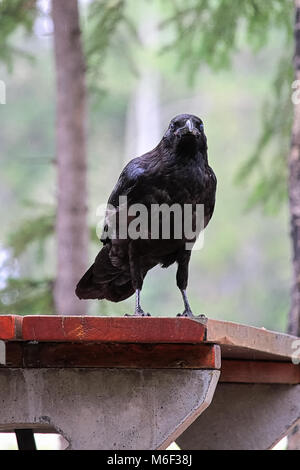 Un corbeau debout sur une table de pique-nique. Banque D'Images