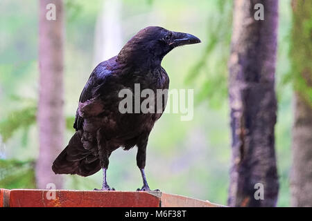 Un corbeau debout sur une table de pique-nique. Banque D'Images