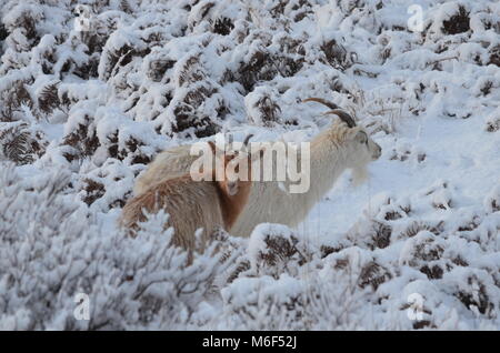 Jour de neige sur le sentier de Scoraig à Badrallach, Wester Ross, les Highlands écossais Banque D'Images