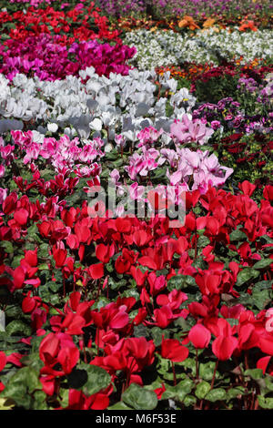 Appartements colorés de Cyclamen en pot avec leurs fleurs voyantes sur l'affichage dans une pépinière ; rouge, rose, blanc, magenta lignes reculent en vertical shot. Banque D'Images