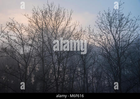 Arbres sans feuilles au bord du canal dans un brouillard d'hiver, Kidderminster, Worcestershire, Angleterre, Europe Banque D'Images