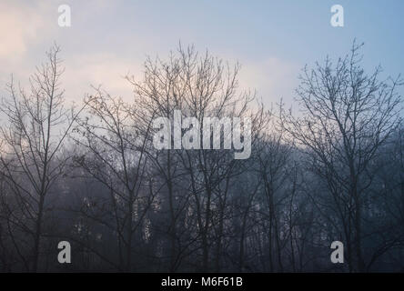 Arbres sans feuilles au bord du canal dans un brouillard d'hiver, Kidderminster, Worcestershire, Angleterre, Europe Banque D'Images