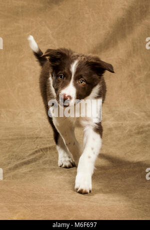 Neuf semaines chiot Border Collie Banque D'Images