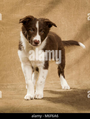 Neuf semaines chiot Border Collie Banque D'Images