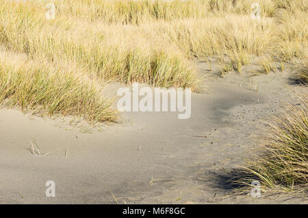 Herbes plantés sur la plage de dunes pour aider à contrôler l'érosion à Bob Straub State Park, New York Banque D'Images