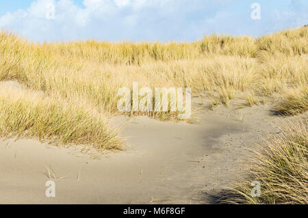 Herbes plantés sur la plage de dunes pour aider à contrôler l'érosion à Bob Straub State Park, New York Banque D'Images