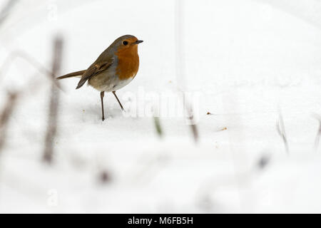 Melton Mowbray 3 Mars 2018 : Les tempêtes de neige extrêmes UK le frappeur de nombreuses parties de l'UK lone runner, dog walker, père et fils de la luge des canards, des goélands et les corbeaux bataille pour les éraflures de la nourriture. Les chevaux à l'abri sous les arbres de l'église St Mary dans le brouillard étangs gelés et les rivières comme le faisan marche le long de la route de campagne. Clifford Norton Alamy Live News. Banque D'Images