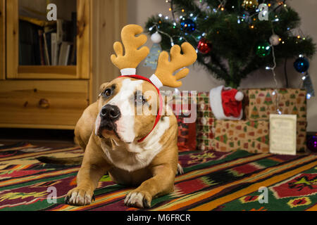 Staffordshire terrier dog avec cornes de renne repose sur le tapis dans le salon à côté de l'arbre de Noël décoré et paniers cadeaux et cartes de souhaits Banque D'Images