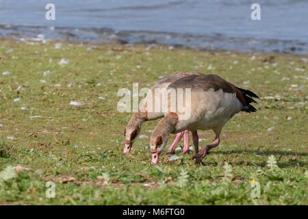 Egyptian goose (Alopochen aegyptiacus) paire d'herbe de pâturage sur les marges de l'Eau, réservoir de Rutland Rutland, Royaume-Uni, août. Banque D'Images