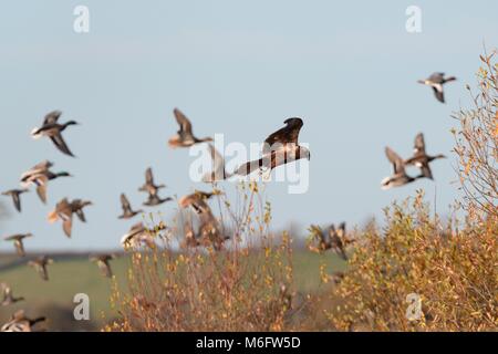 Le busard des roseaux (Circus aeruginosus) la chasse dans les marais et le rinçage plusieurs espèces de canards en vol, RSPB Graylake, Somerset, UK Banque D'Images