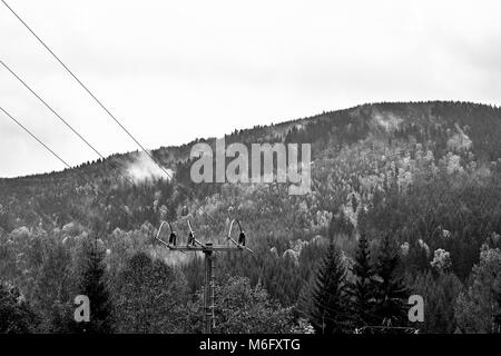 Le brouillard et la brume sur la forêt de montagne de pin avec les lignes électriques. Noir et blanc. Monochrome. Banque D'Images