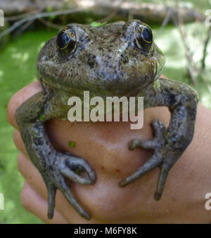 Grenouille à pattes rouges de Californie. La grenouille à pattes rouges de Californie (Rana draytonii) a été une fois qu'on trouve dans le sud de la Californie. Banque D'Images