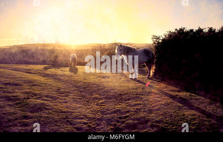 Un beau paysage lever de soleil brumeux de l'autre côté de la nouvelle forêt Hampshire Angleterre avec deux poneys new forest au premier plan. Banque D'Images