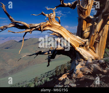 Bristlecone Pine, Pinus longaeva, Montagnes Blanches, Inyo National Forest, l'Est de la Sierra, en Californie Banque D'Images