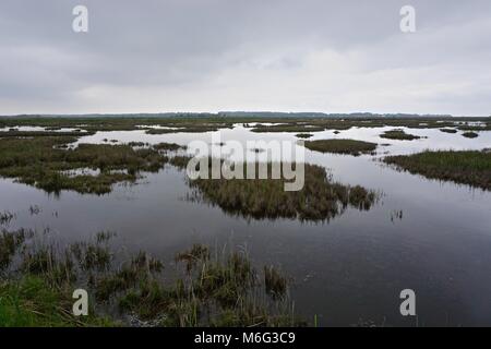 Marécage sur faire face, l'île Somerset County, Maryland. L'île s'est l'une des îles de la baie de Chesapeake, perte de masse terrestre à la hausse du niveau de la mer. Banque D'Images