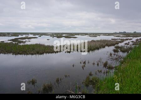 Marécage sur faire face, l'île Somerset County, Maryland. L'île s'est l'une des îles de la baie de Chesapeake, perte de masse terrestre à la hausse du niveau de la mer. Banque D'Images