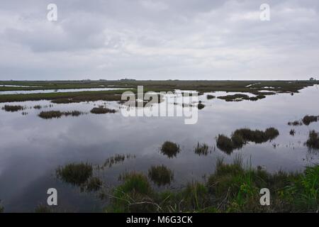 Marécage sur faire face, l'île Somerset County, Maryland. L'île s'est l'une des îles de la baie de Chesapeake, perte de masse terrestre à la hausse du niveau de la mer. Banque D'Images