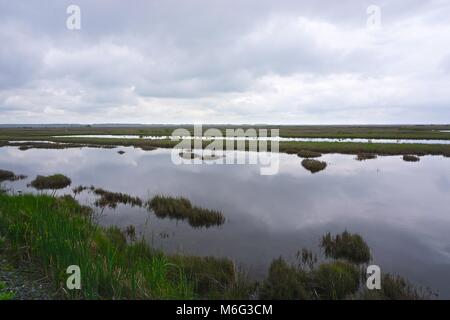 Marécage sur faire face, l'île Somerset County, Maryland. L'île s'est l'une des îles de la baie de Chesapeake, perte de masse terrestre à la hausse du niveau de la mer. Banque D'Images