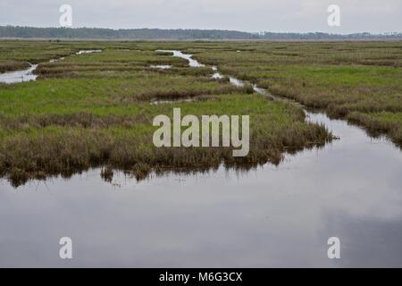 Marécage sur faire face, l'île Somerset County, Maryland. L'île s'est l'une des îles de la baie de Chesapeake, perte de masse terrestre à la hausse du niveau de la mer. Banque D'Images