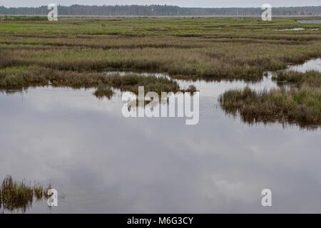 Marécage sur faire face, l'île Somerset County, Maryland. L'île s'est l'une des îles de la baie de Chesapeake, perte de masse terrestre à la hausse du niveau de la mer. Banque D'Images